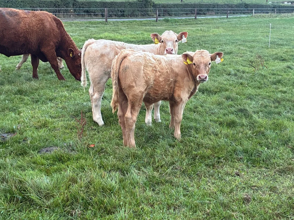 Saler / SAX cows with calves at foot - Image 1