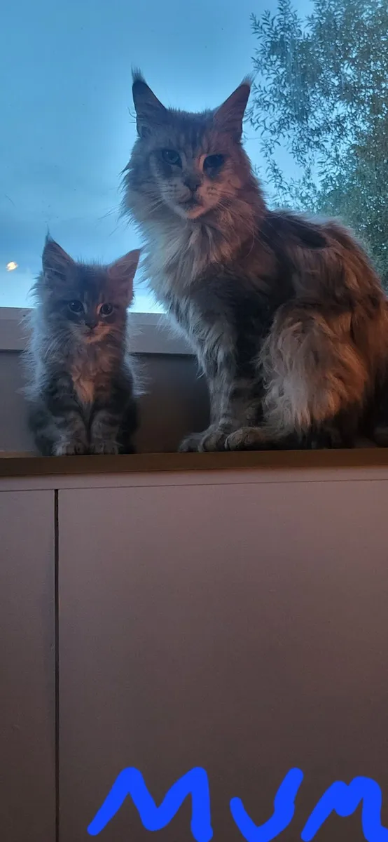 Maine coon kittens - Image 3