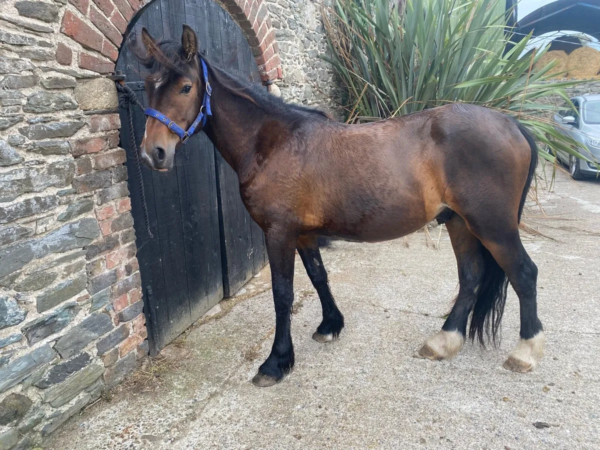 Half bred Gelding 14hh - Image 1