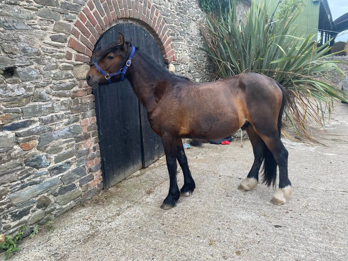 Half bred Gelding 14hh - Image 2