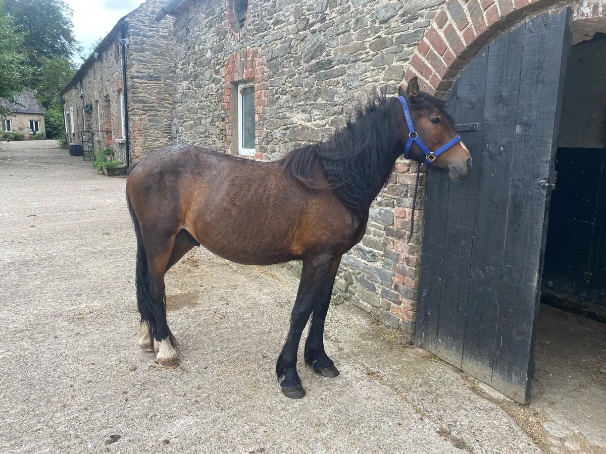 Half bred Gelding 14hh - Image 3