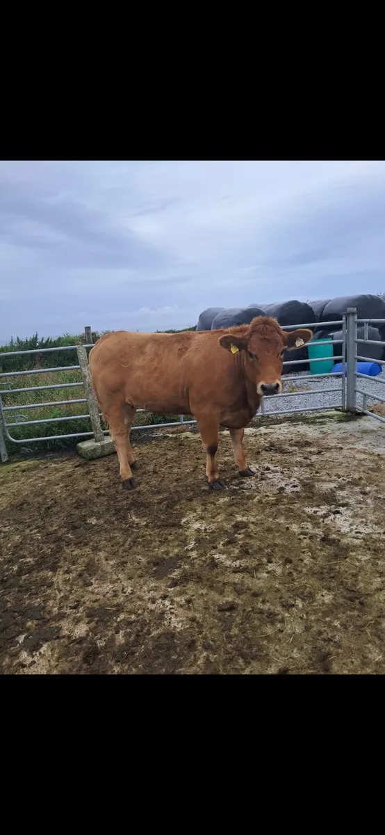 Heifer - Image 1