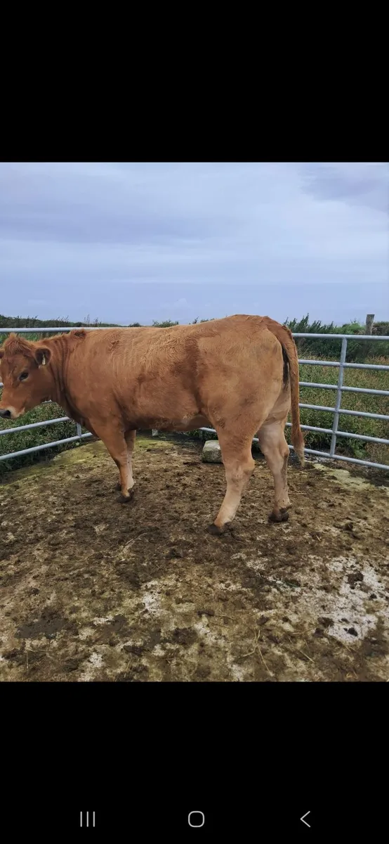 Heifer - Image 2