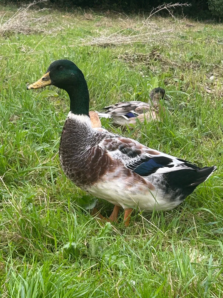 Free drakes and roosters - Image 3