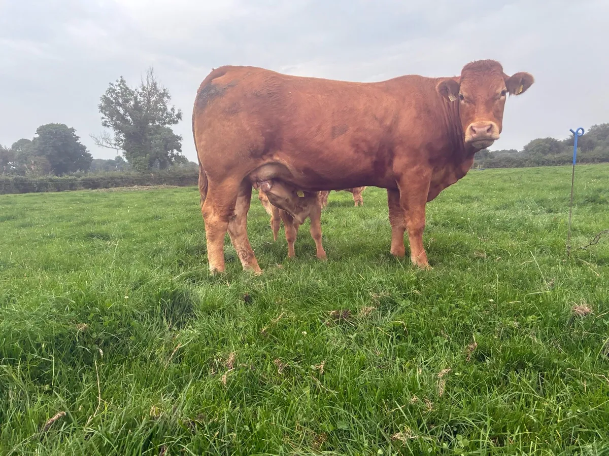 Heifer - Image 2