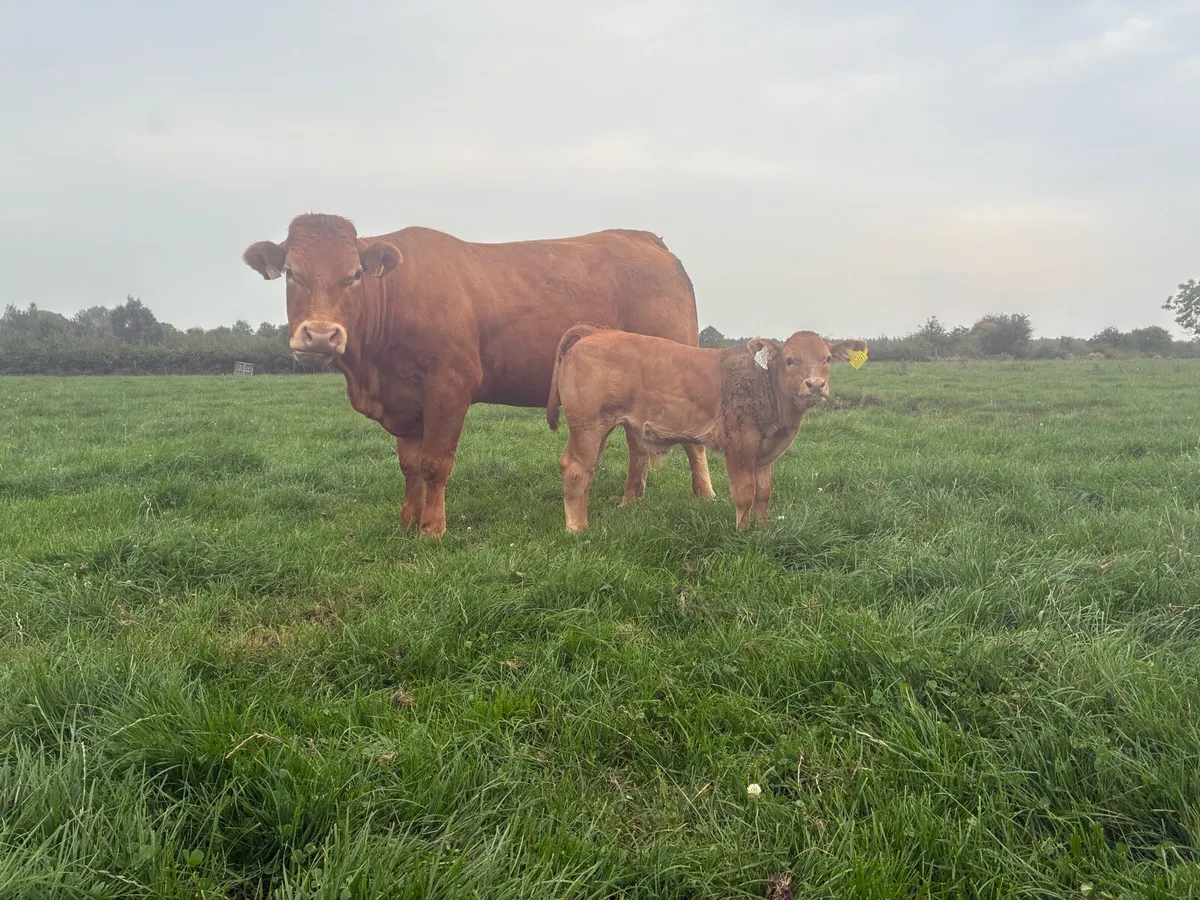 Heifer - Image 1