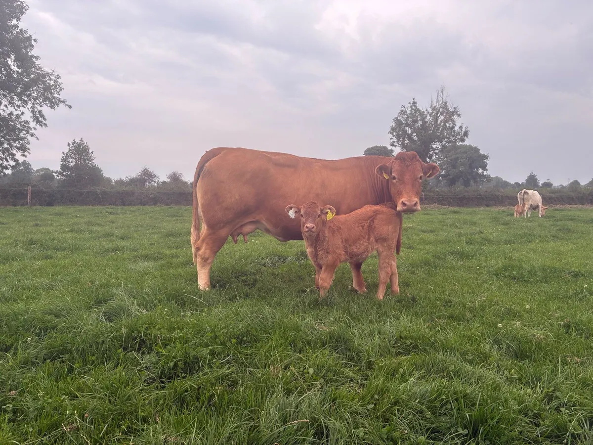 Heifer - Image 3