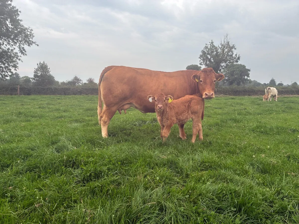 Heifer - Image 4