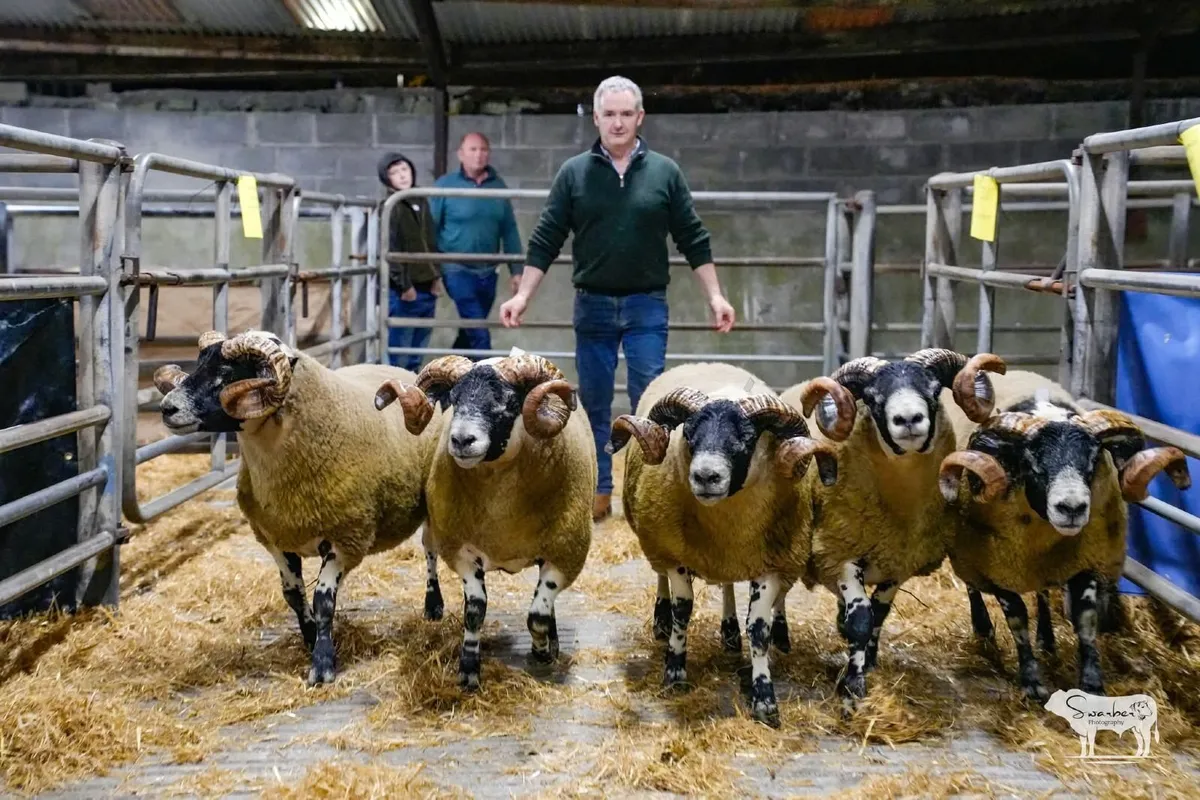 150 Lanark Rams - Image 1