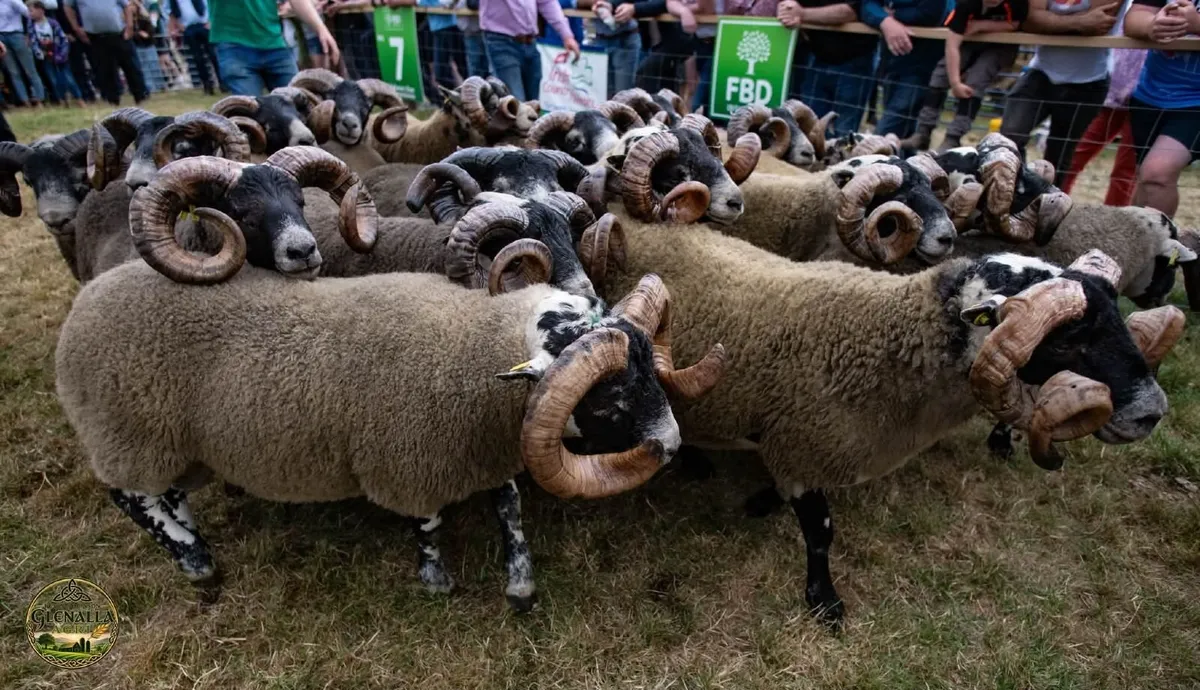 160 Lanark Rams - Image 1