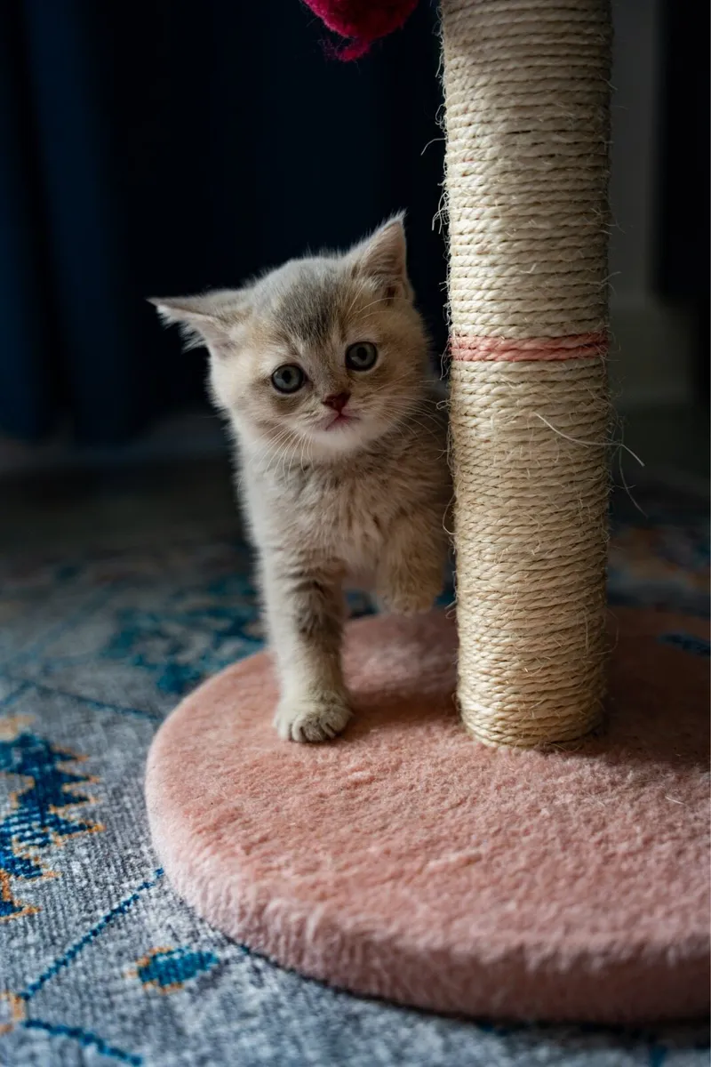British blue beautiful boy - Image 3