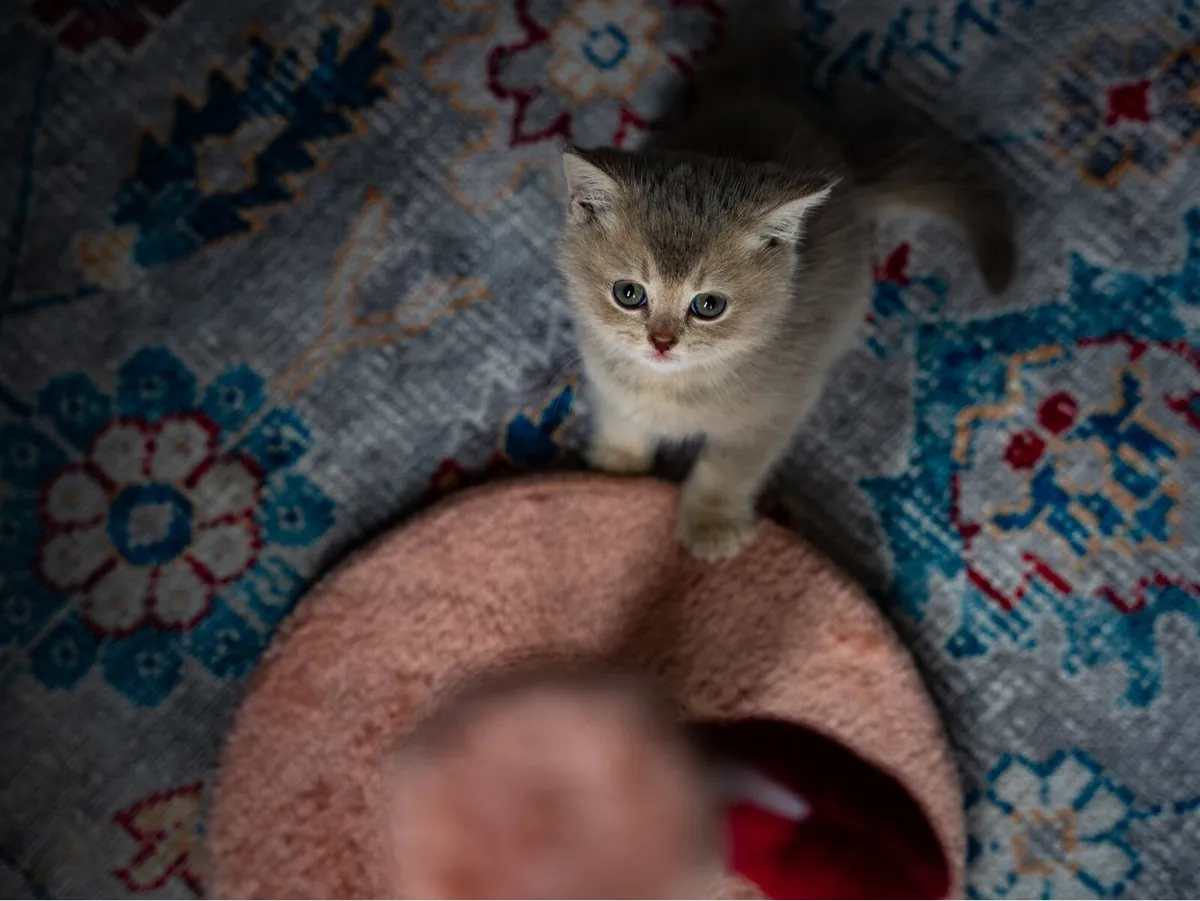 British blue beautiful boy - Image 4