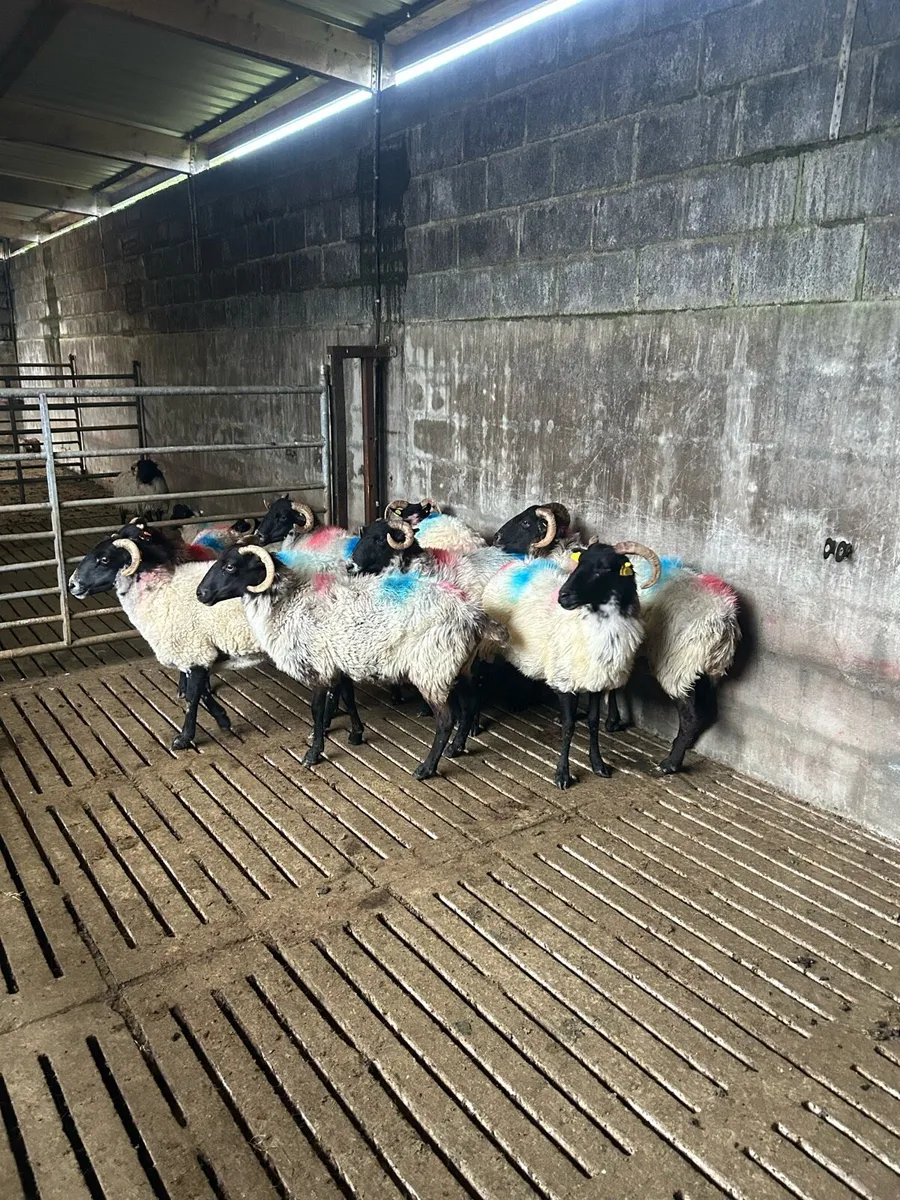 Mixed mouth ewes - Image 3