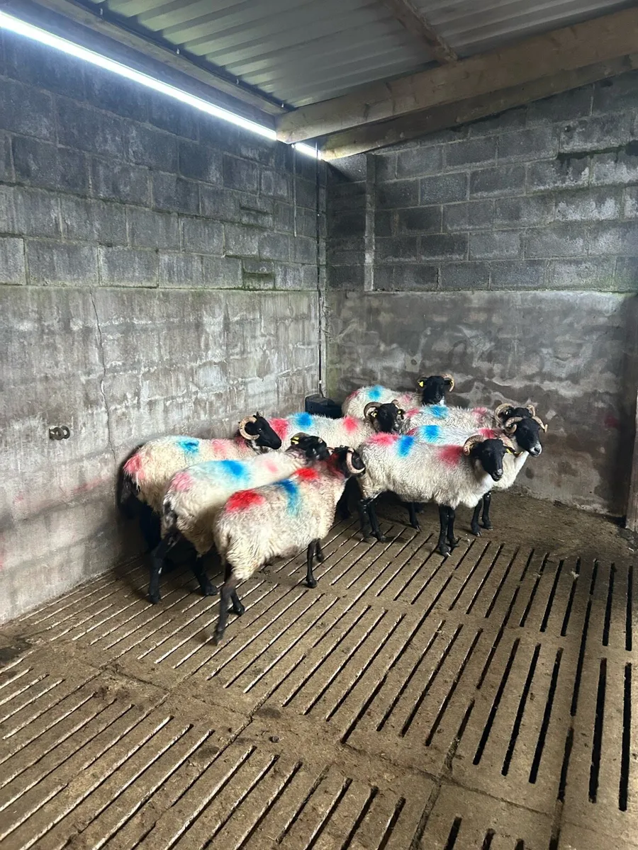 Mixed mouth ewes - Image 4