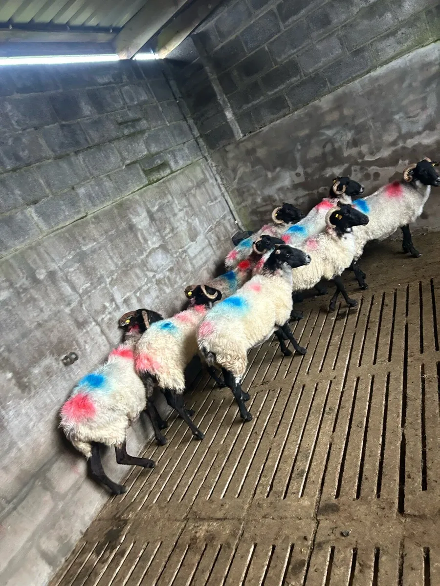 Mixed mouth ewes - Image 1