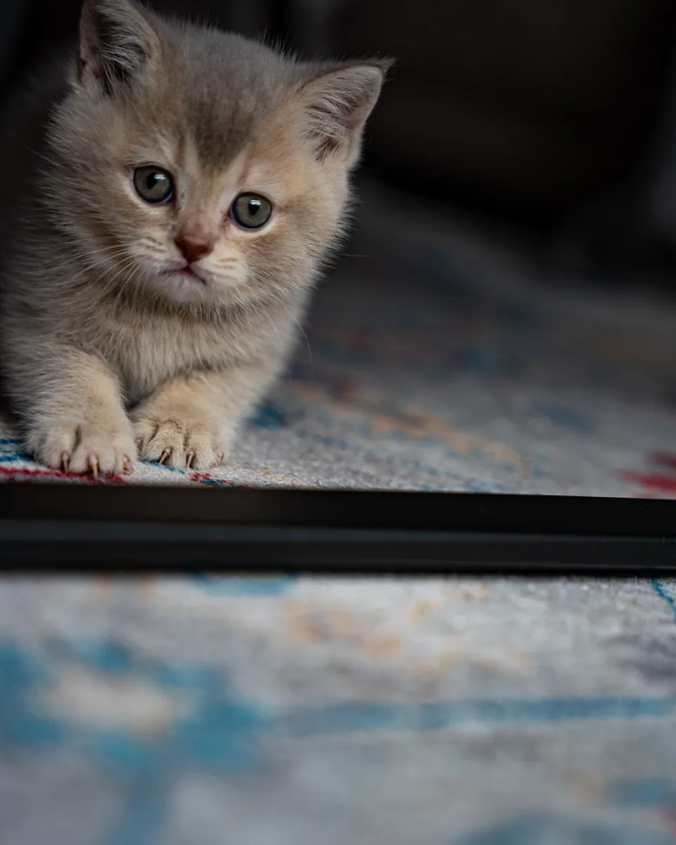 British blue beautiful boy - Image 1