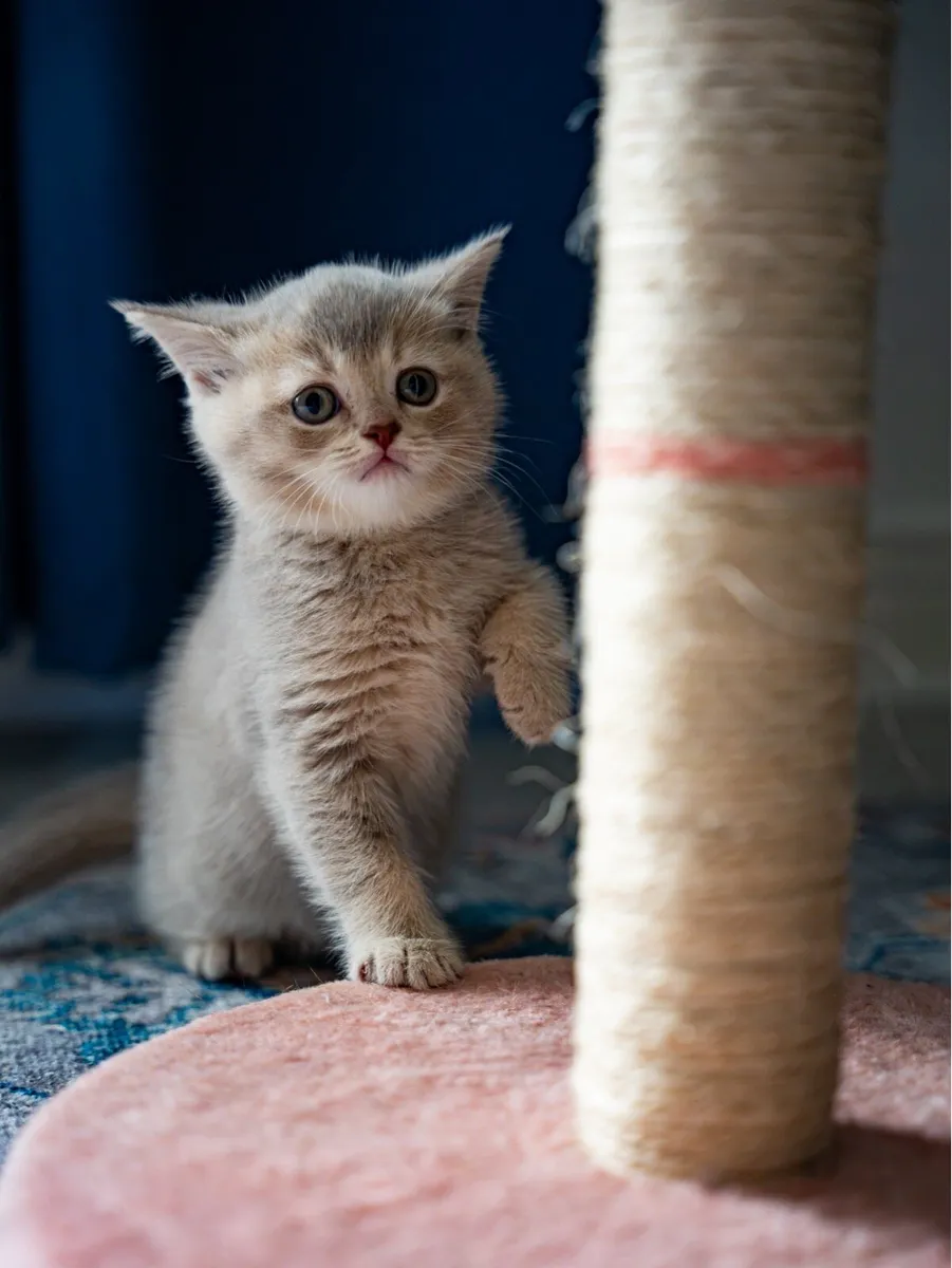 British blue beautiful boy - Image 2