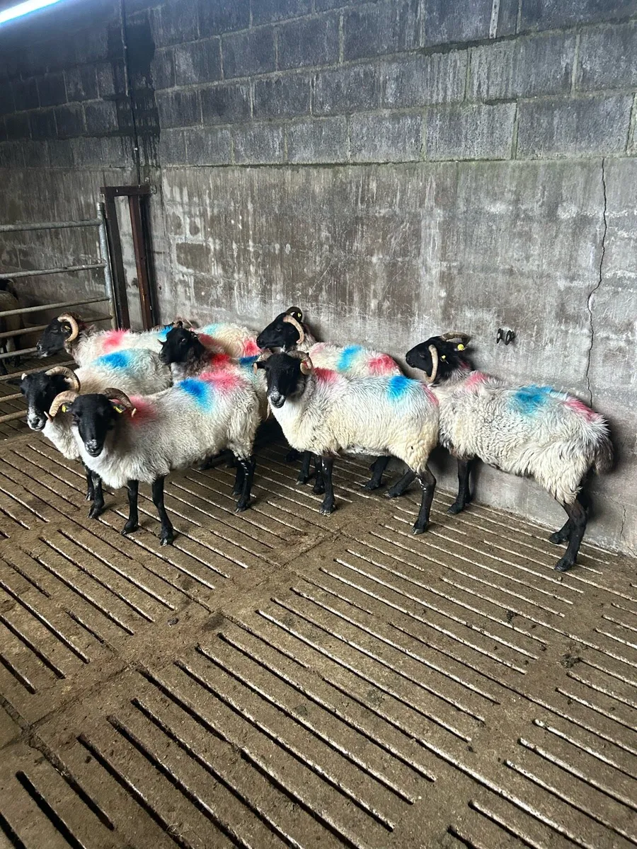 Mixed mouth ewes - Image 2