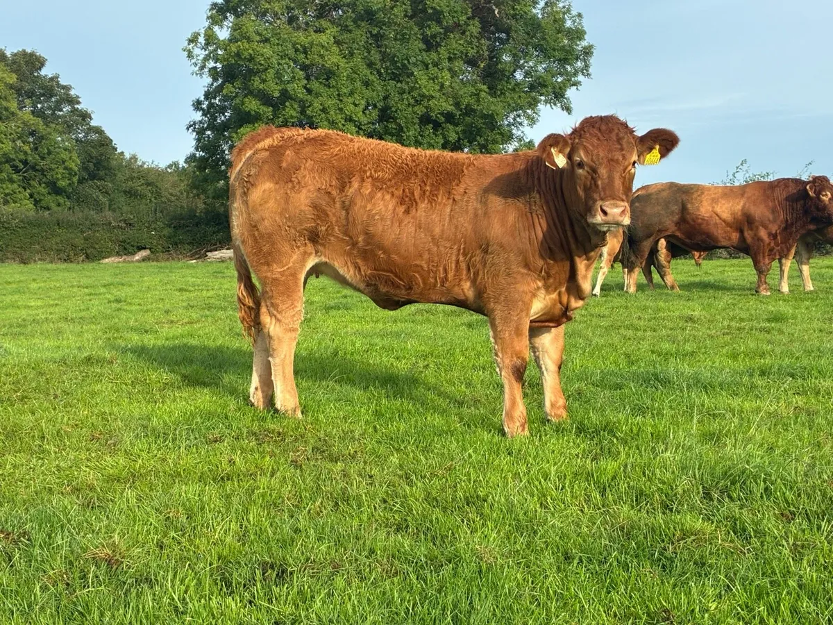 Pbr limousin heifers - Image 2