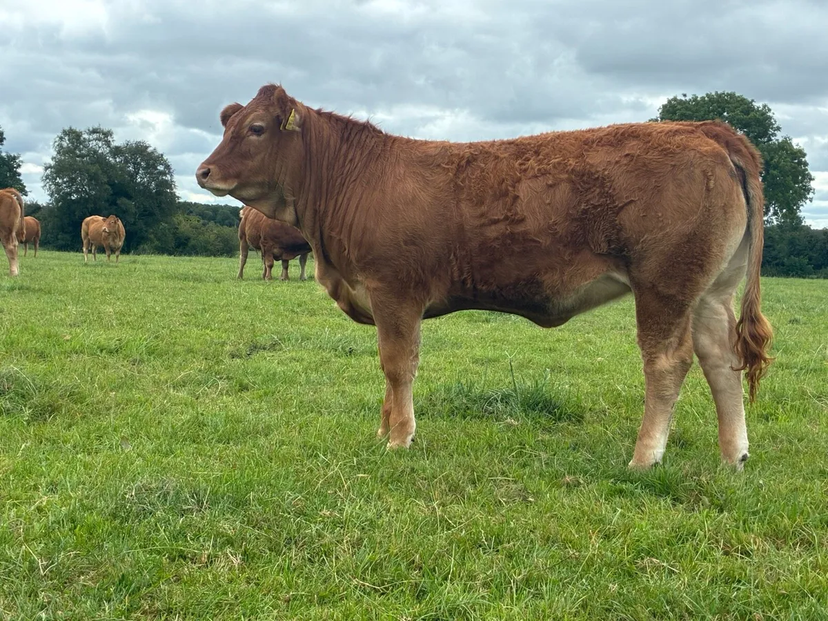 Pbr limousin heifers - Image 3