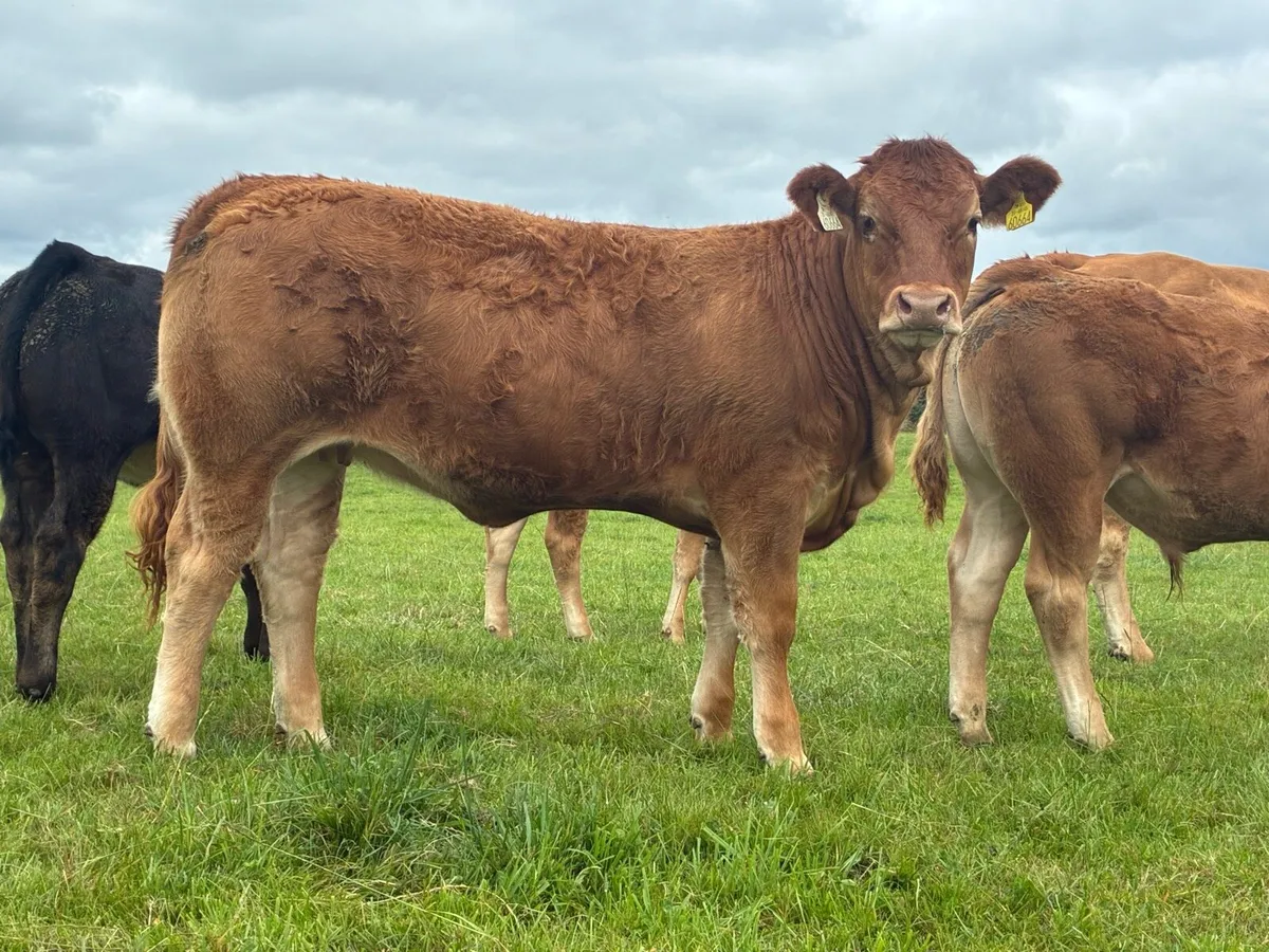 Pbr limousin heifers - Image 4