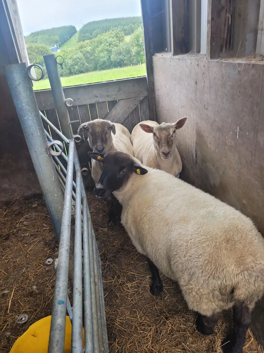 sheep - Image 1