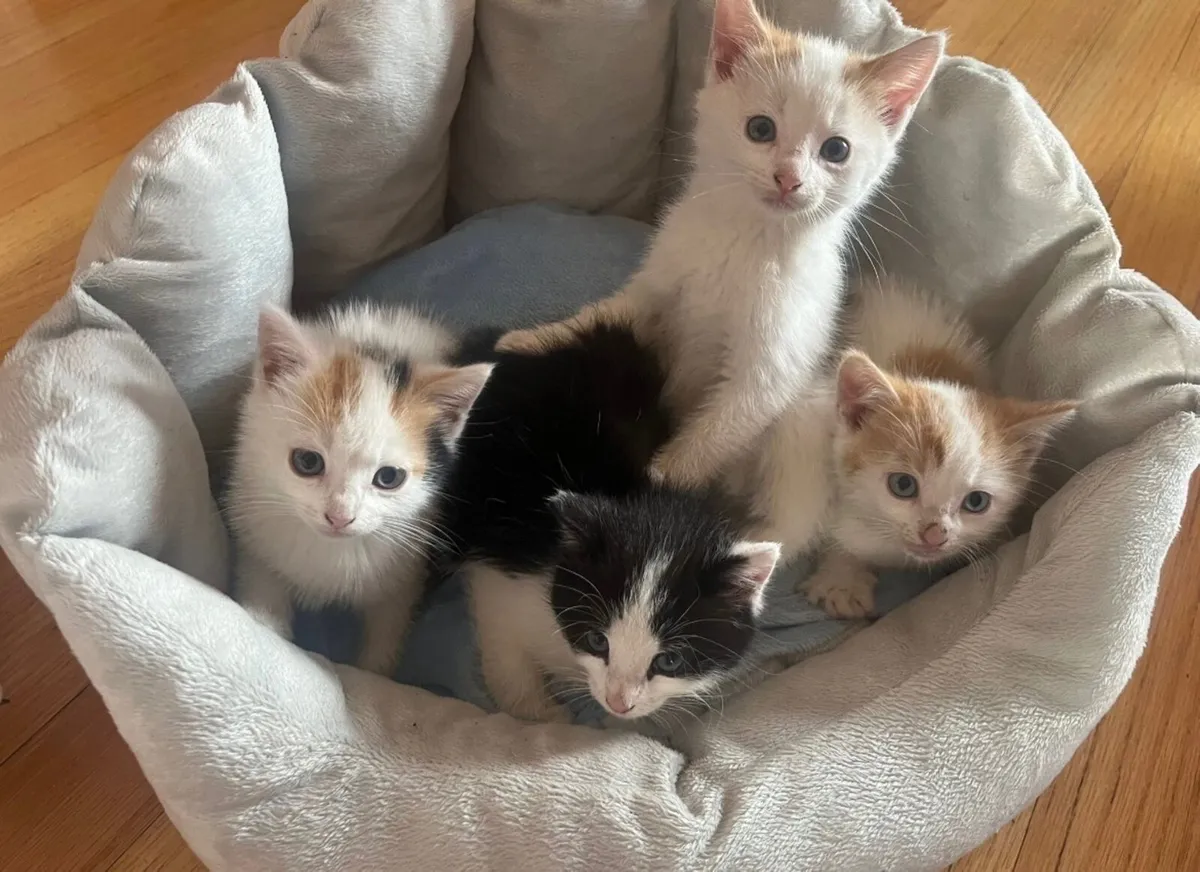 Kittens