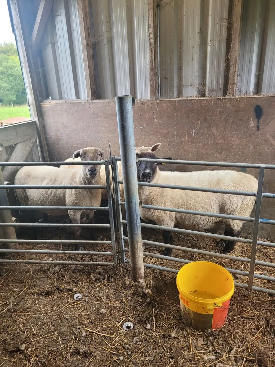 sheep - Image 2