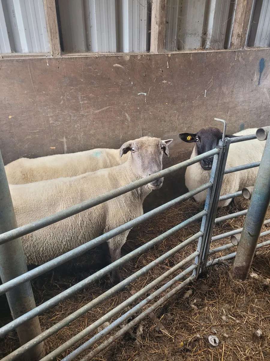 sheep - Image 3