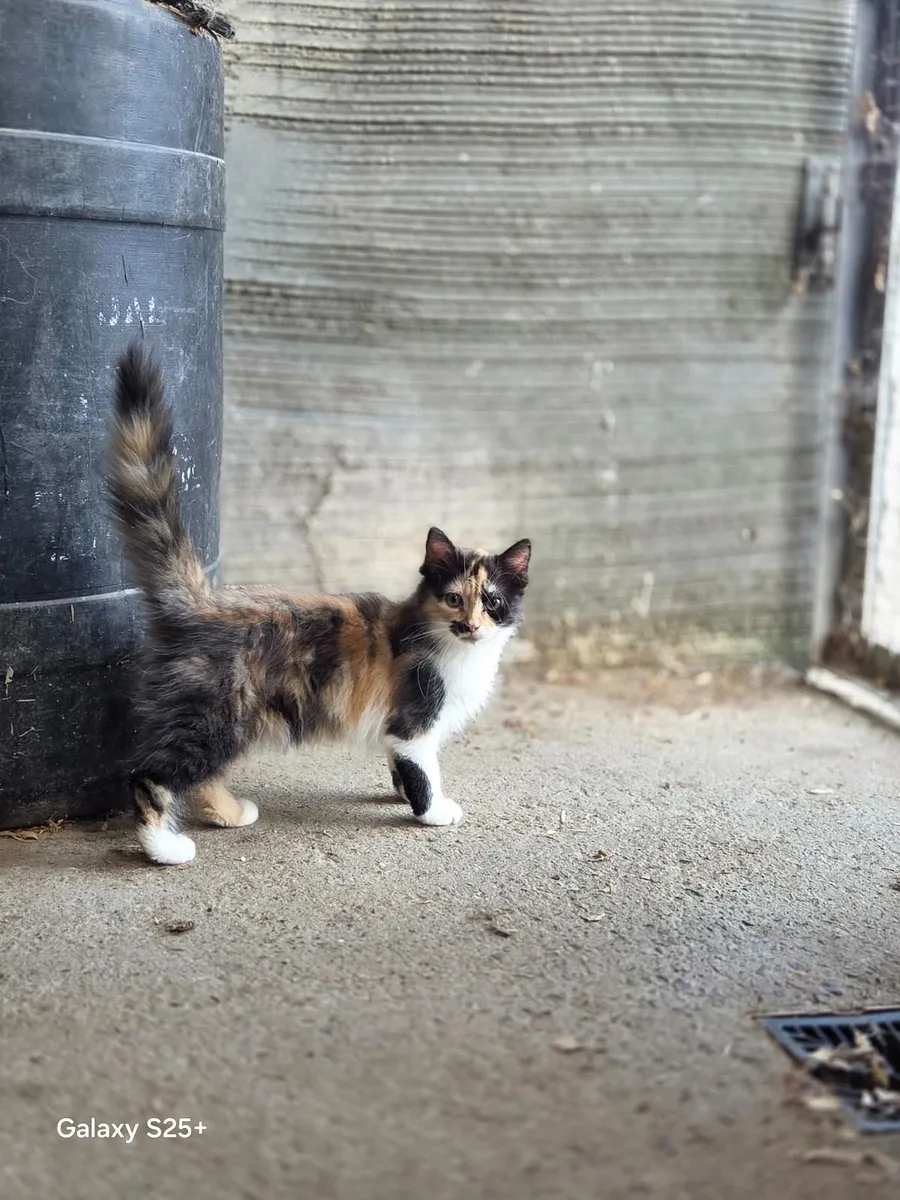 Kitten - Image 1