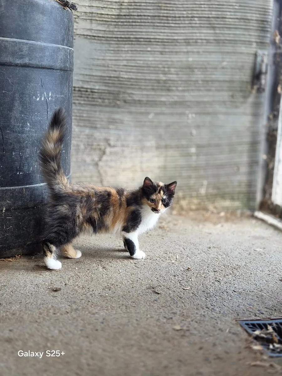Kitten - Image 3