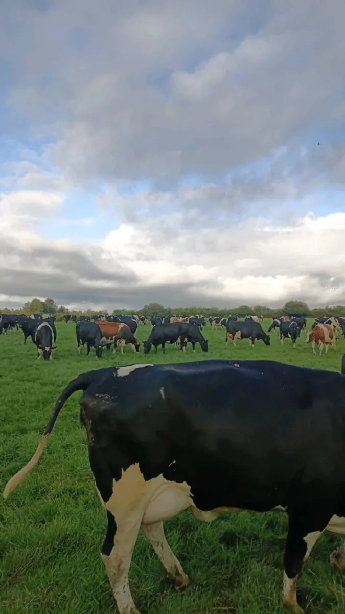 cows still in milk not in calf