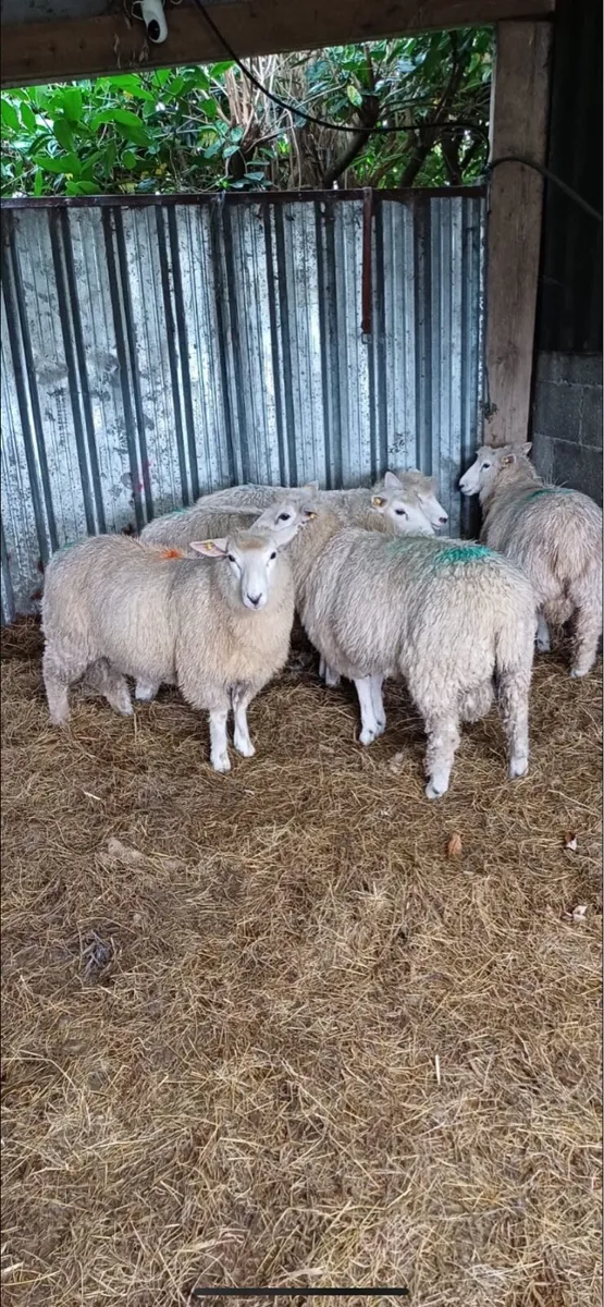 Pedigree galway lambs with papers - Image 1