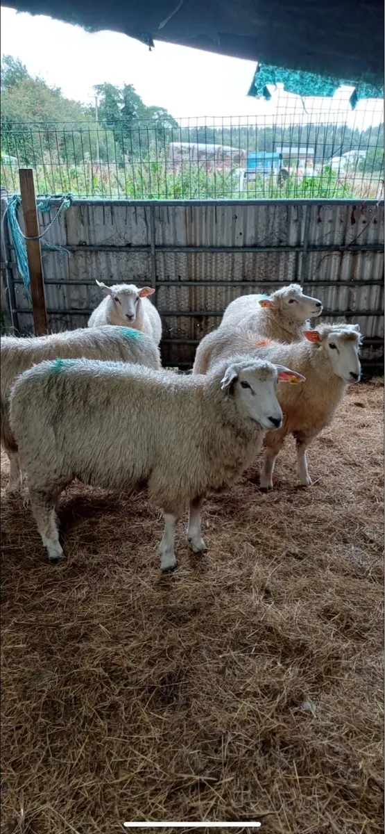 Pedigree galway lambs with papers - Image 2