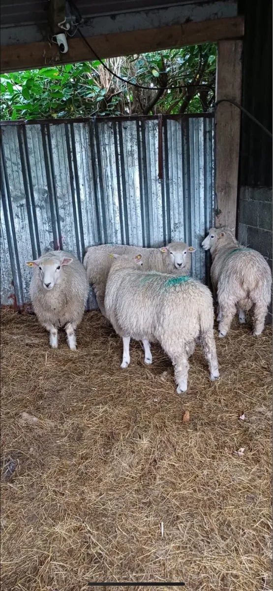 Pedigree galway lambs with papers - Image 3