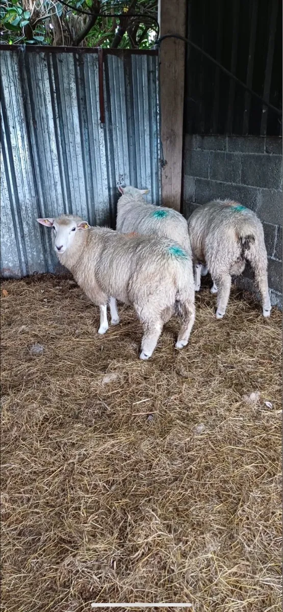 Pedigree galway lambs with papers - Image 4