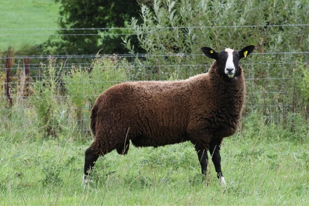 Zwartble ram lamb pedigree - Image 3