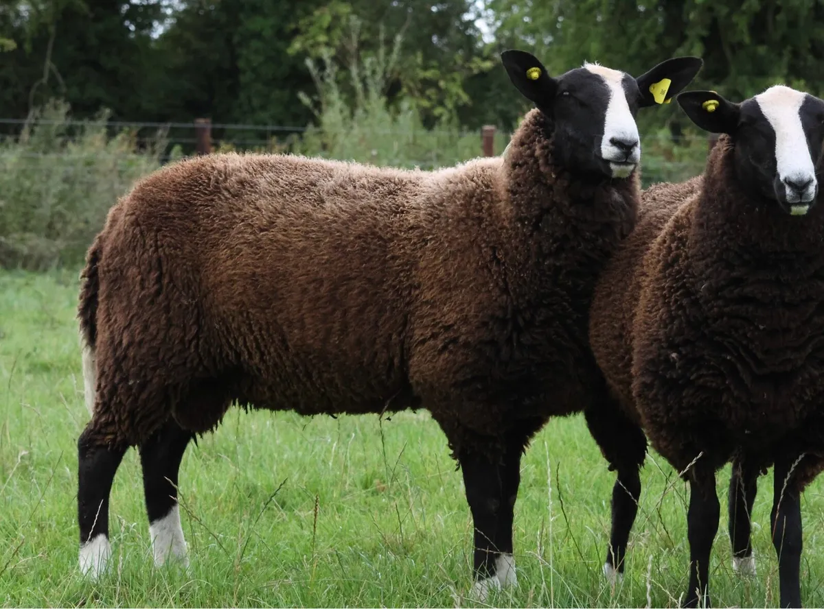 Zwartble ram lamb pedigree - Image 2