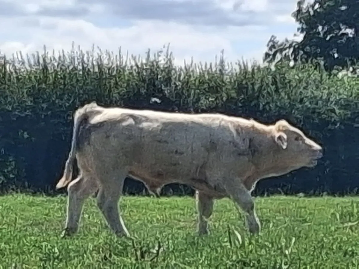 PBR Charolais bulls - Image 2