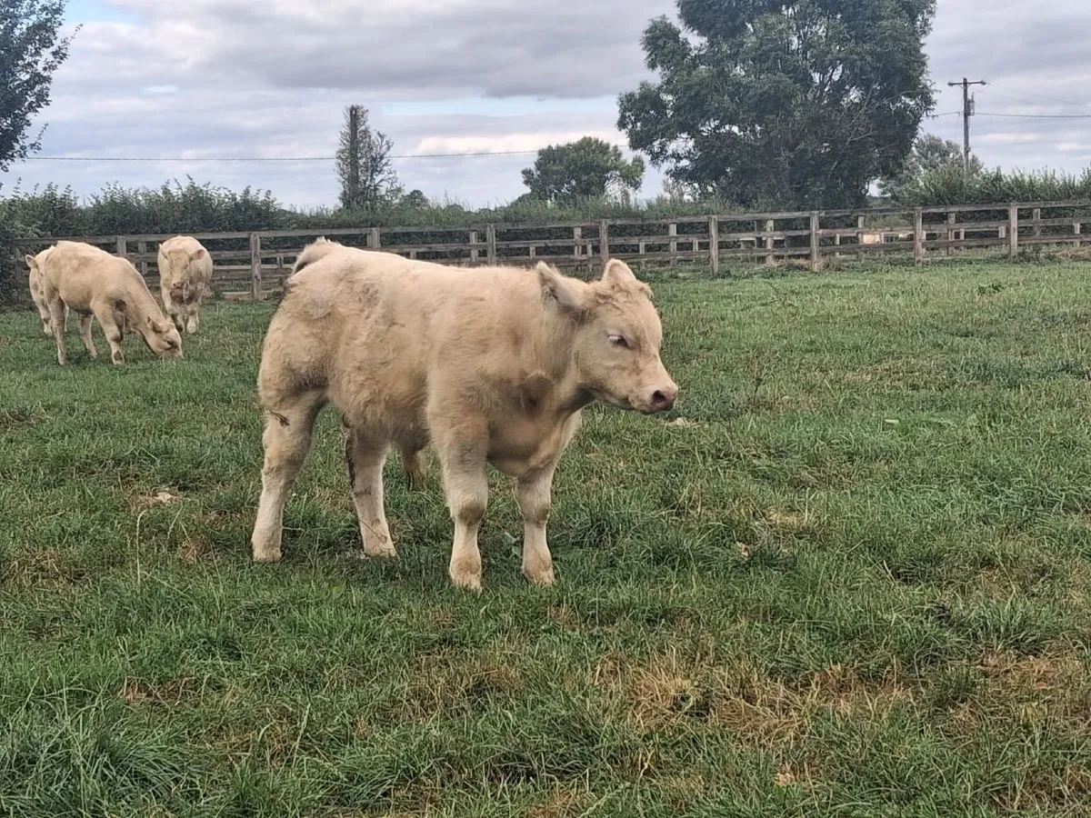 PBR Charolais bulls - Image 3