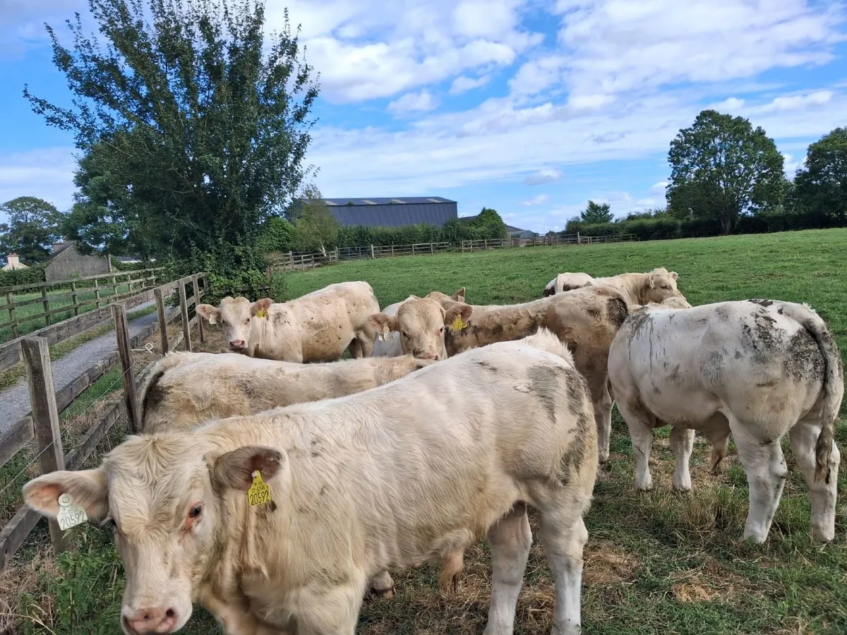 PBR Charolais bulls - Image 4
