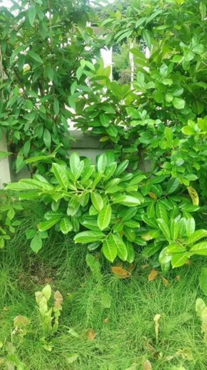 Lauren hedge plant about 150 cm for replanting