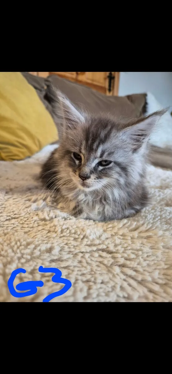 Maine coon kittens - Image 2
