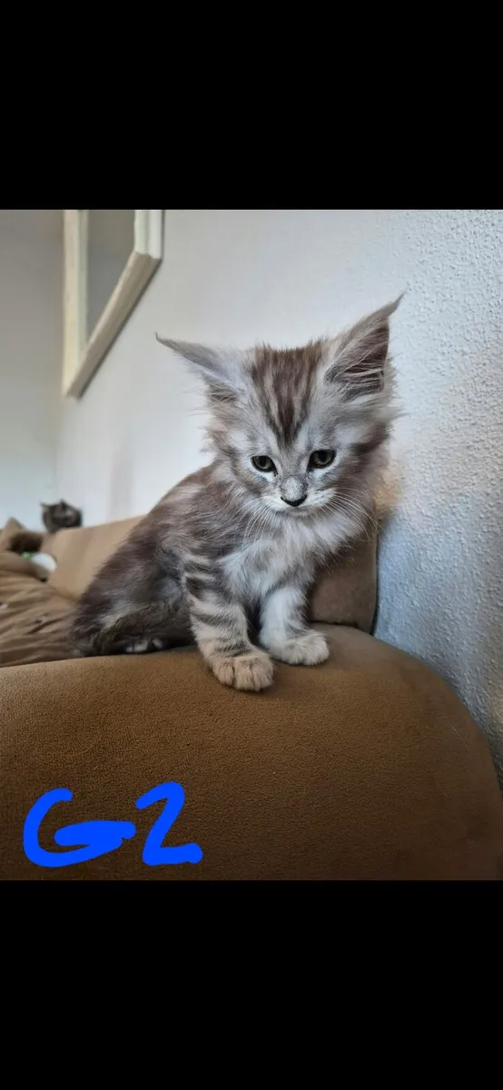 Maine coon kittens - Image 3