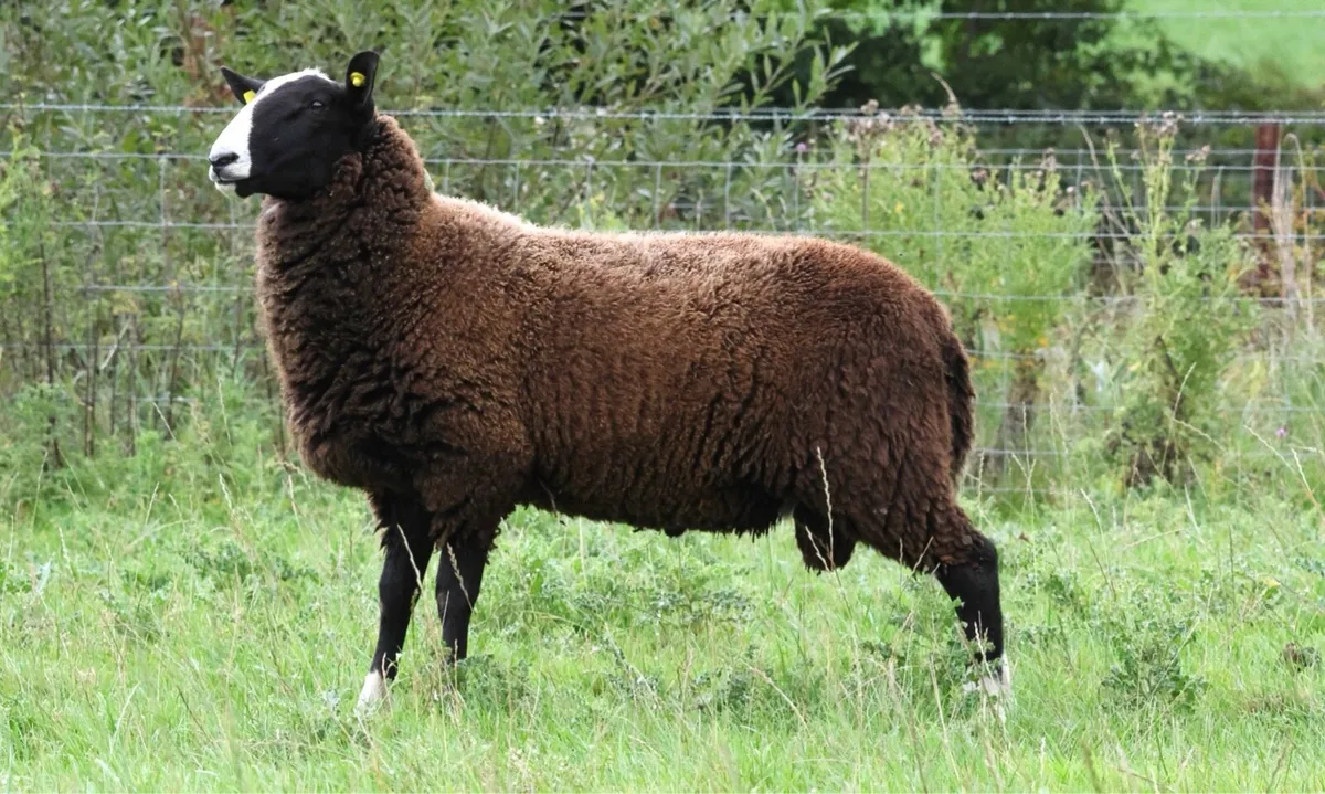Zwartble ram lamb pedigree - Image 1