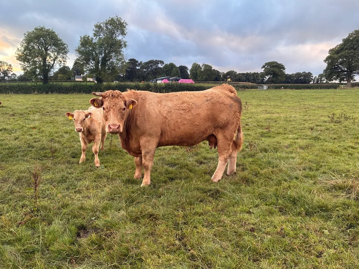 Saler / SAX cows with calves at foot - Image 2
