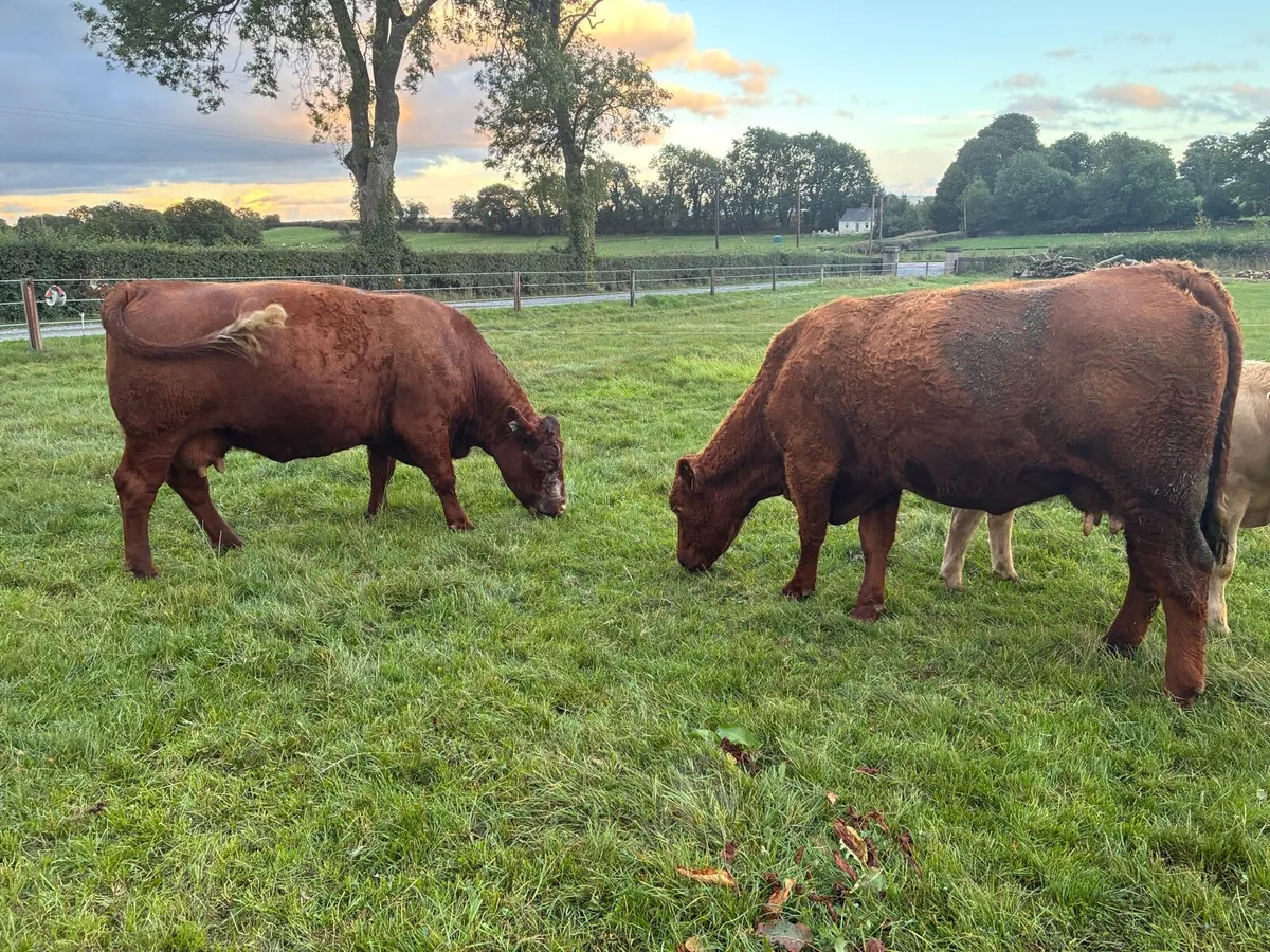 Saler / SAX cows with calves at foot - Image 3