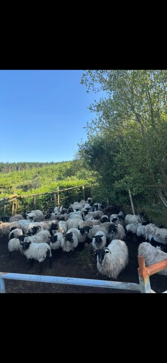 Organic Mayo Mountain lambs - Image 1