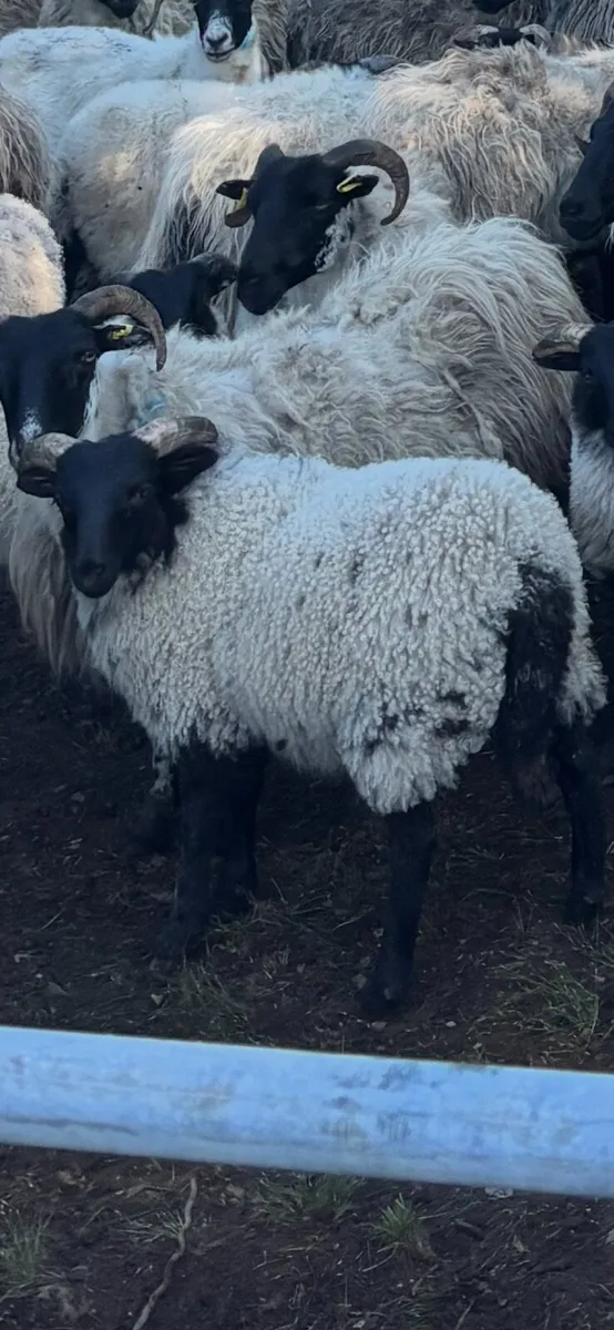 Organic Mayo Mountain lambs - Image 2
