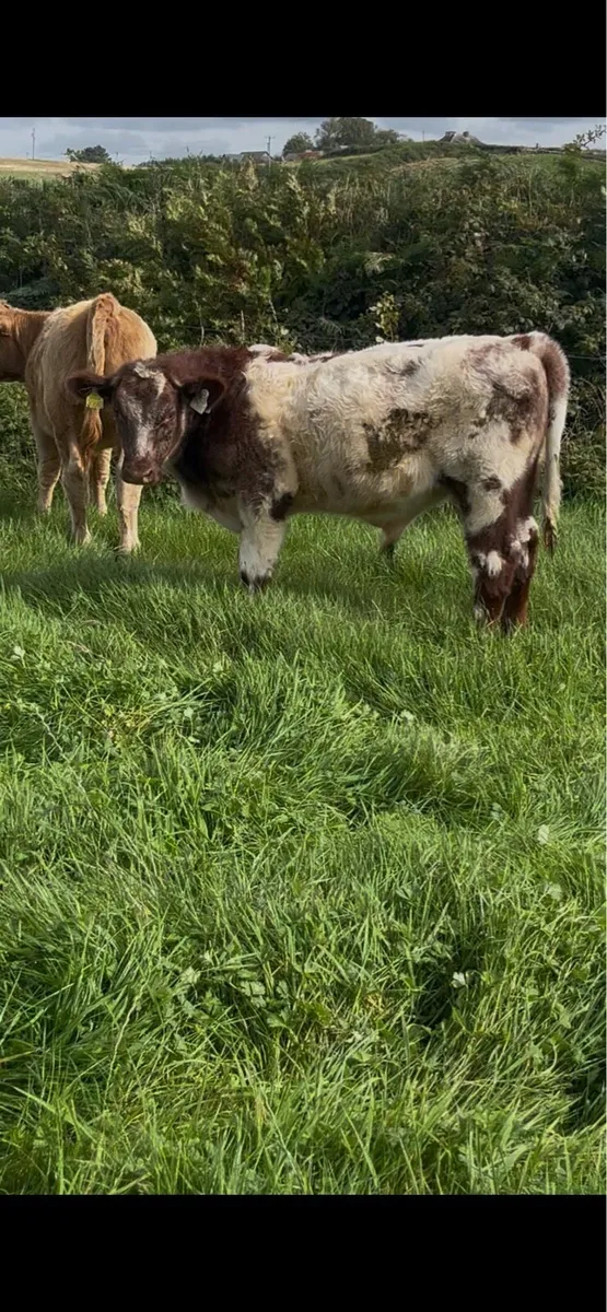 PBR shorthorn weanling bull - Image 3